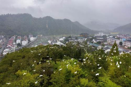 好生态引来 环保鸟 万只白鹭翩飞是一幅什么样的场景 腾讯新闻