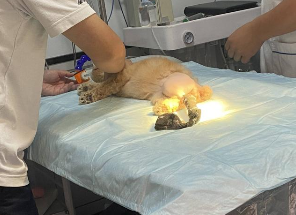 宜宾8岁男孩疯狂虐狗导致狗狗双腿股骨断裂家长还说小孩不懂事