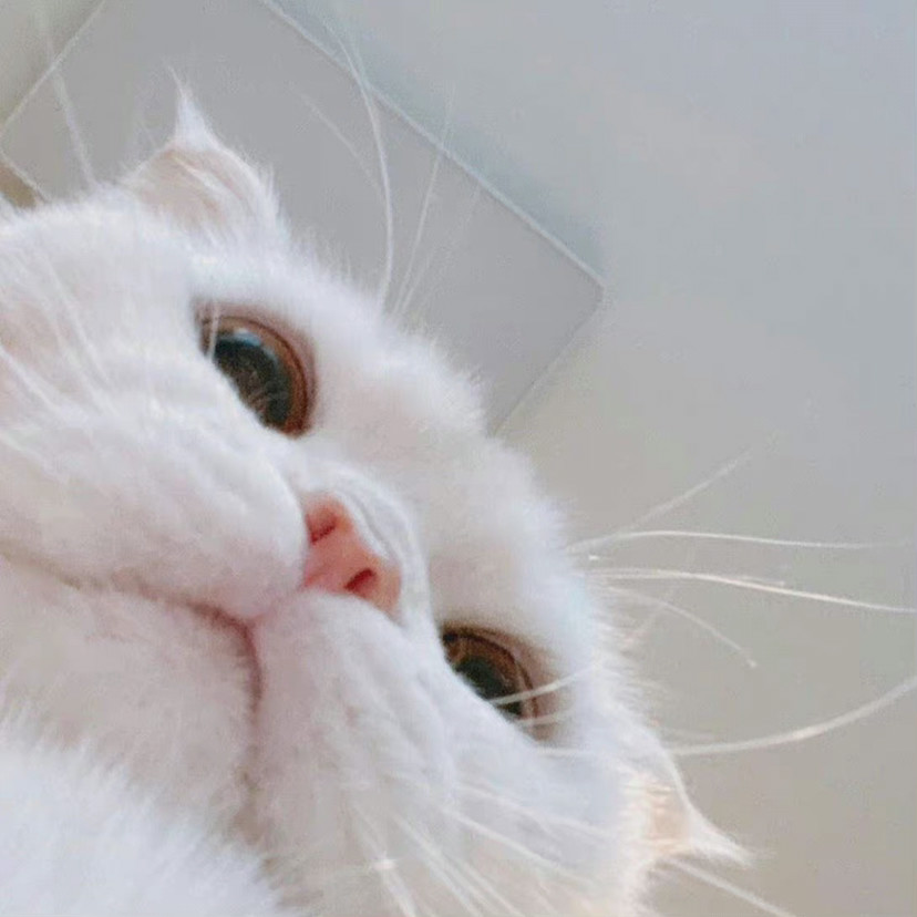 治愈系猫猫头像