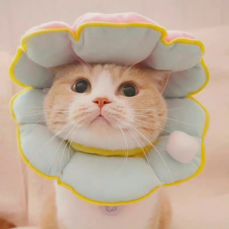 治愈系猫猫头像