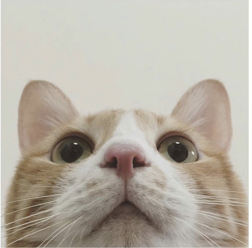 治愈系猫猫头像