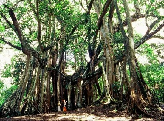 在热带雨林里,榕树会攀附着高大健壮的树木生长,在逐渐成长的过程中