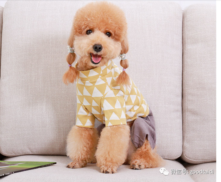 天冷了,泰迪御寒虚要穿衣服吗