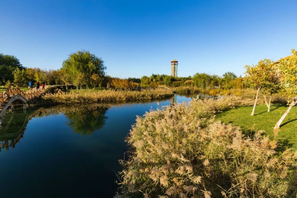 镜观张掖张掖甘州秋日湿地满目金黄