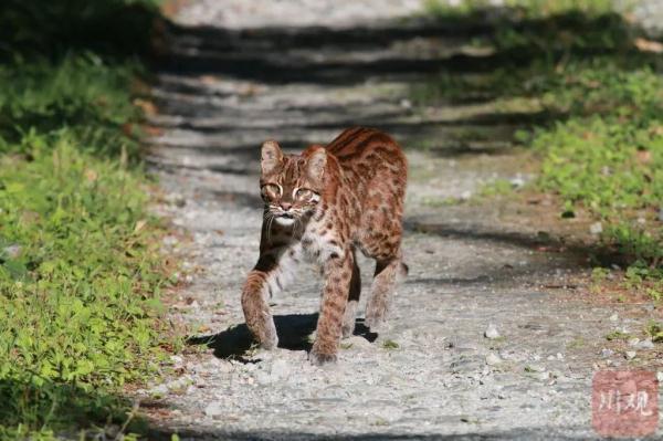 大熊猫国家公园唐家河区域的金猫4年"添砖加瓦"大熊猫以及千千万万