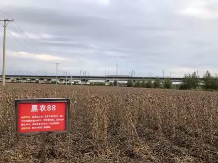 丰收季省农科院5个黑农大豆品种平均亩产量为2634公斤