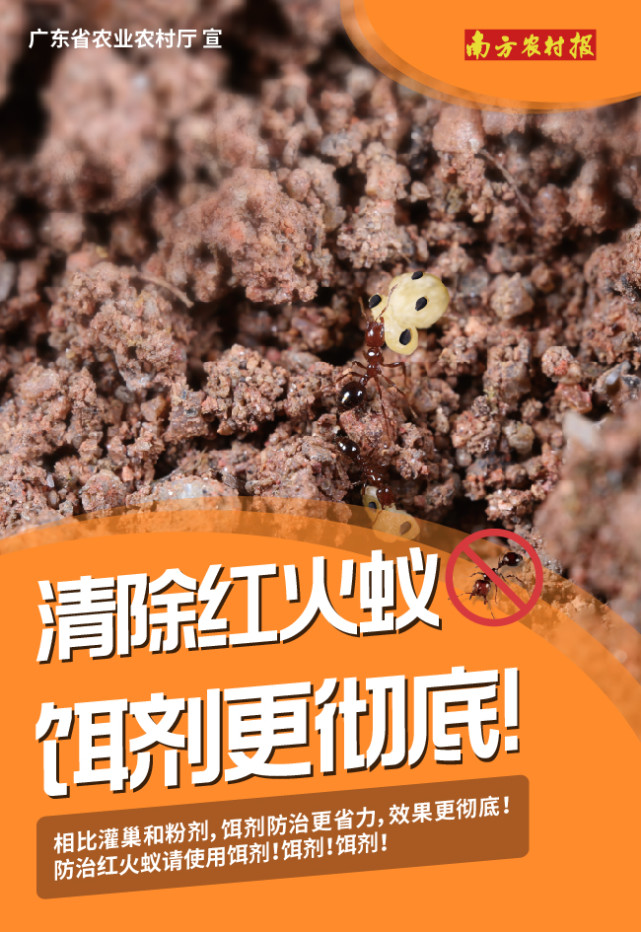 红火蚁防控宣传图片
