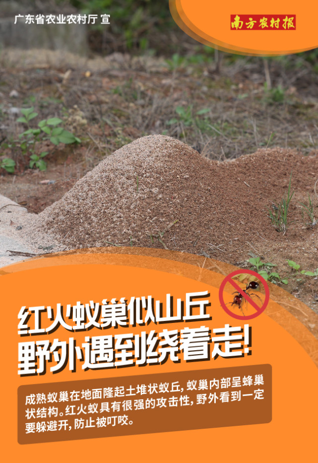 红火蚁防控宣传图片