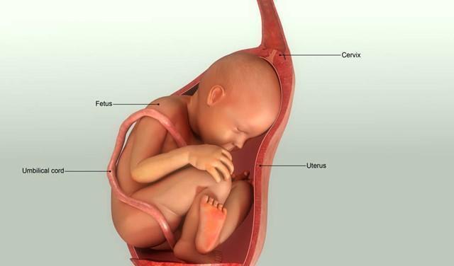 四周大的胎儿图片图片