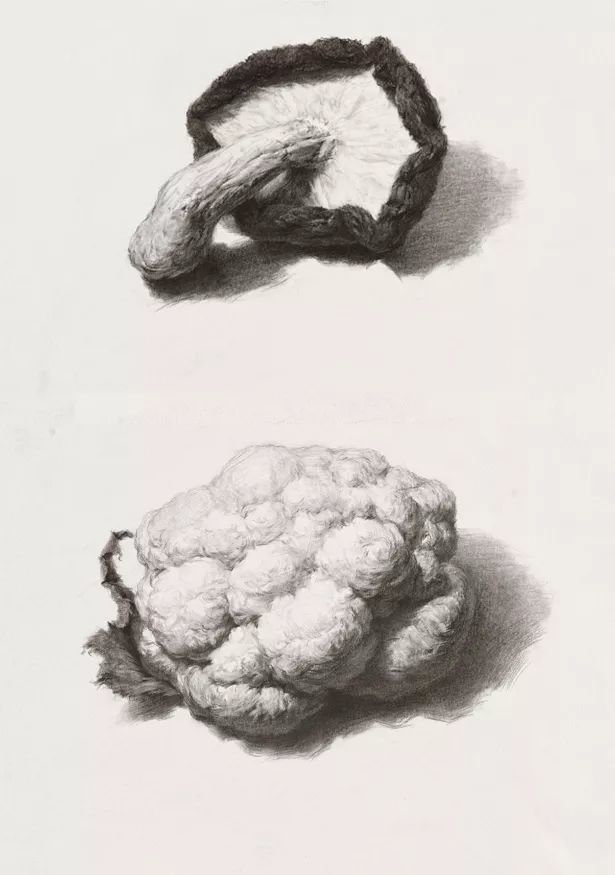 素描课堂|常见水果,蔬菜,画法精解