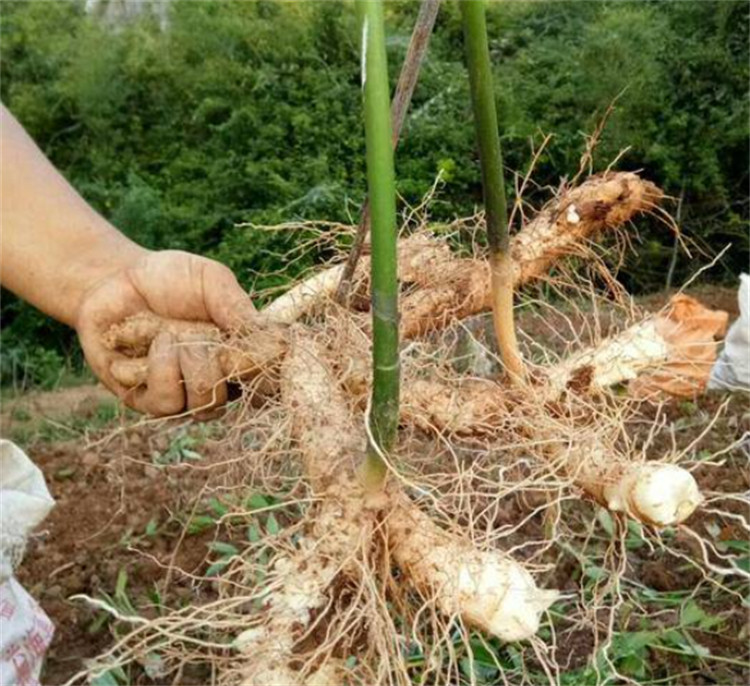 老屋后有一片野草城里侄子要拔光奶奶忙阻止是珍贵玉竹
