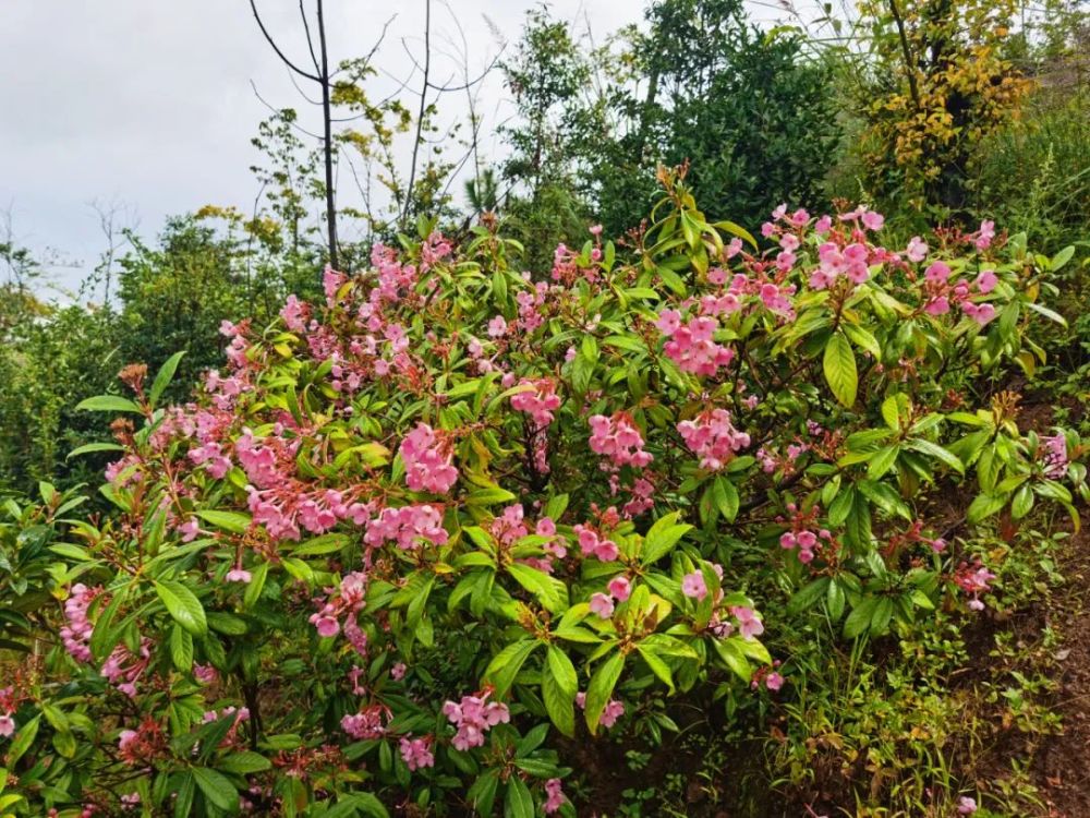 cop15|大理博達茶花谷:大理市城郊開放式的生態莊園