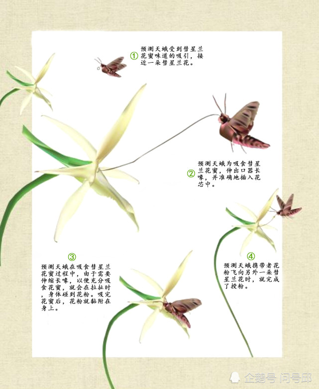 与彗星兰存在"暧昧"关系|蛾子|彗星兰|长喙天蛾|马达加斯加|天蛾