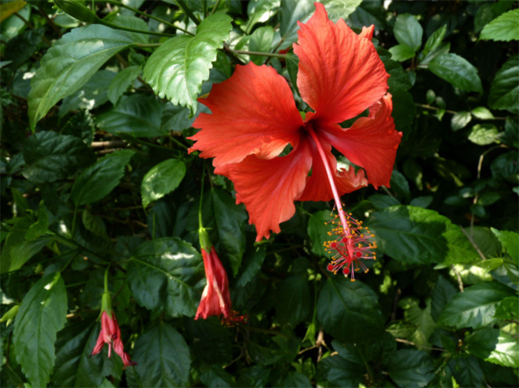 朱槿花叶子不断发黄咋回事通常是3个问题引起的来看补救方法