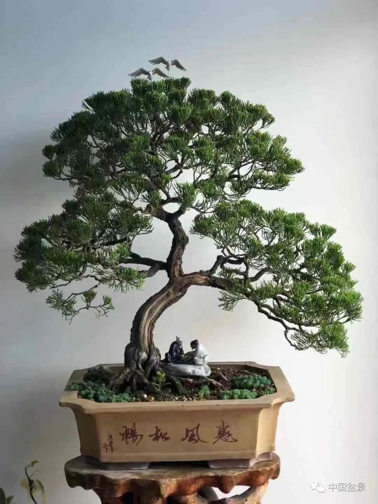 龙柏精彩回放:中国盆景欢迎您!