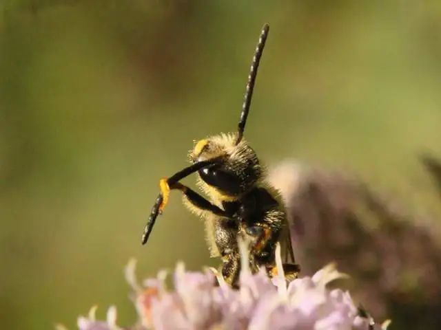 圖片上是一隻 紅足隧蜂halictus rubicundus在用前足清潔觸角,它將