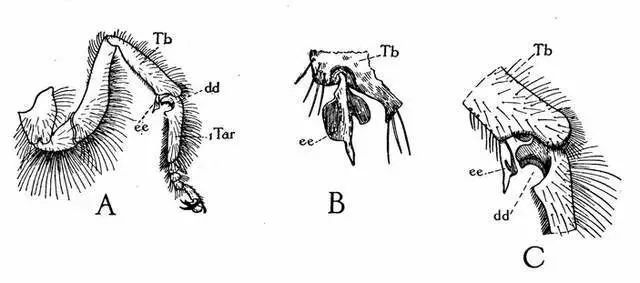蜜蜂居然有这功能,它长了个清洁器_腾讯新闻