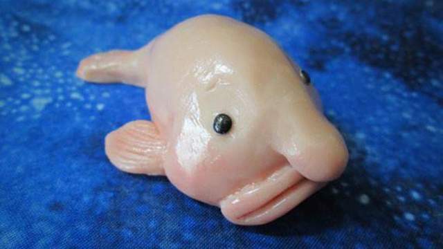 全球最丑的鱼,连续八年夺冠,这条鱼凭本色出演"外星人"_腾讯新闻