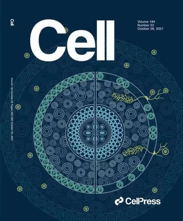 登上cell封面论文我国科学家的研究突破有望减少磷肥污染