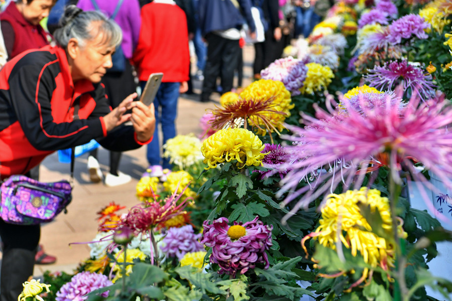 重阳节赏花图片图片