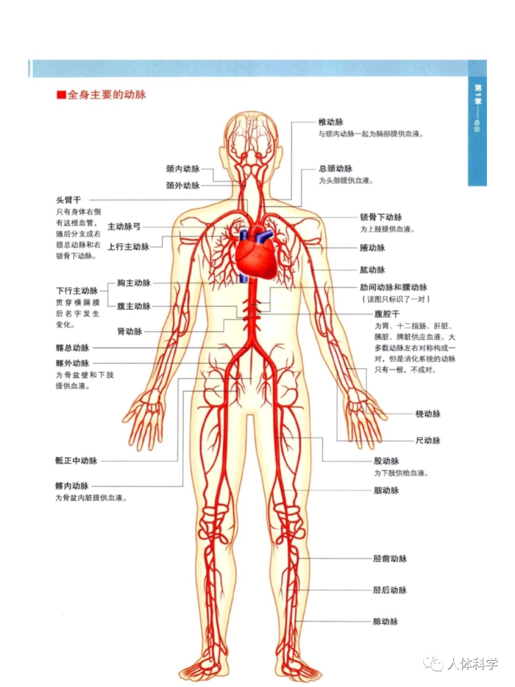 3d人體解剖圖人體骨骼肌肉