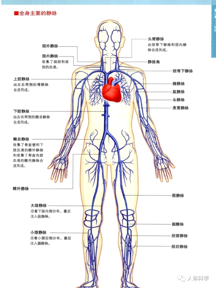 3d人體解剖圖人體骨骼肌肉