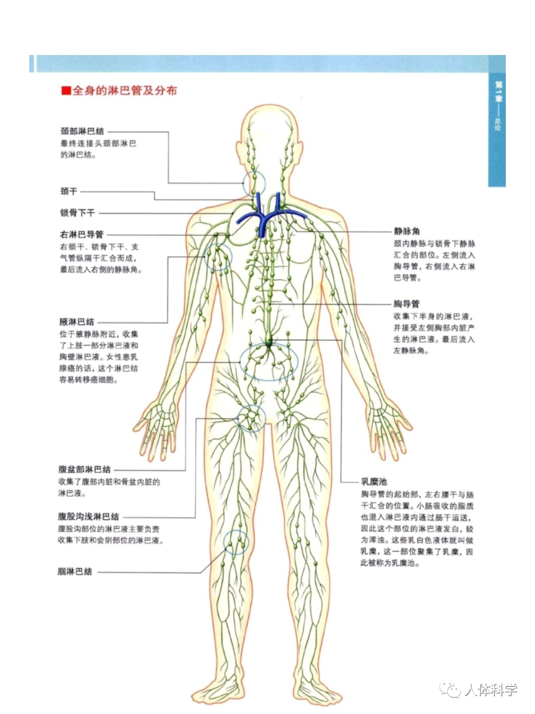 3d人體解剖圖人體骨骼肌肉