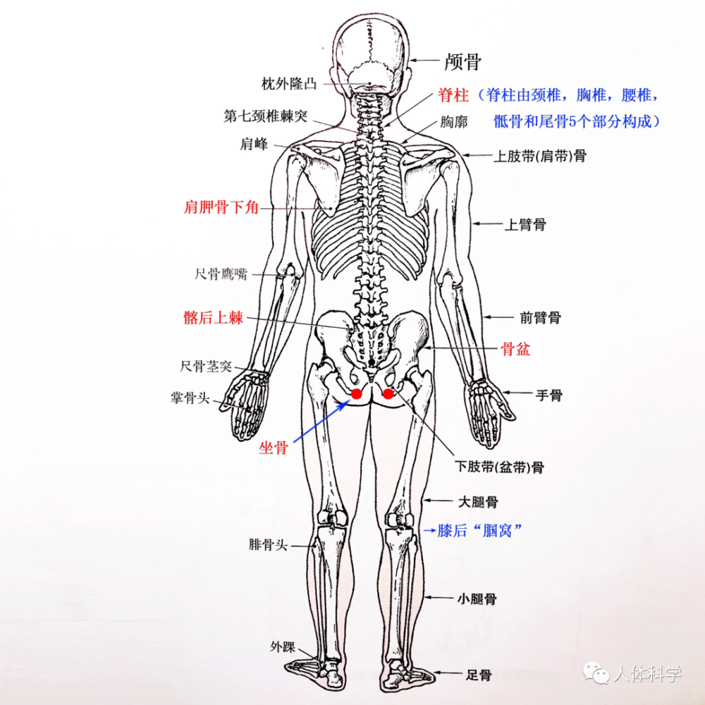 3d人體解剖圖人體骨骼肌肉