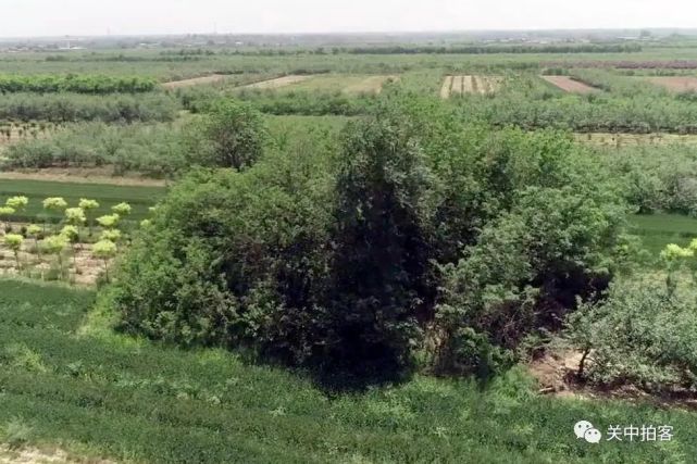 唐昭陵陪葬墓区:航拍154号陪葬墓,疑似史大奈墓