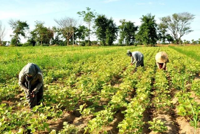缅甸绿豆丰收,农民收入增加,芝麻产量则明显减少