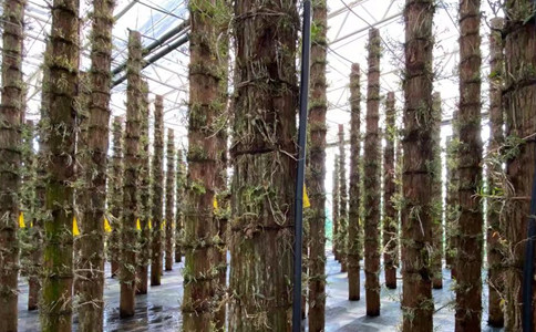 种植的铁皮石斛没有野生的好