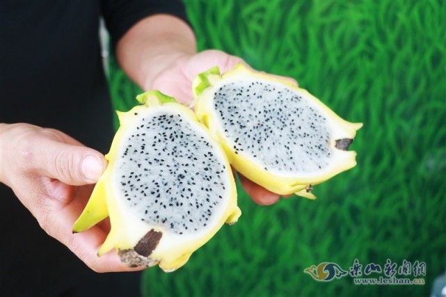 黄皮白心这样的火龙果你见过吗