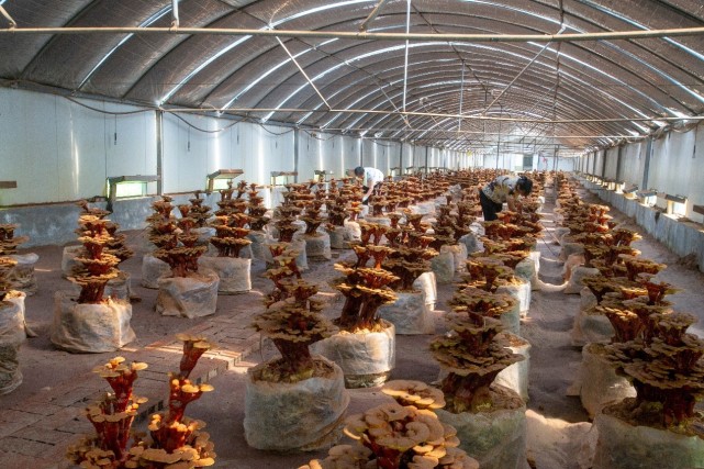 山东冠县发展灵芝产业走出乡村振兴新路子