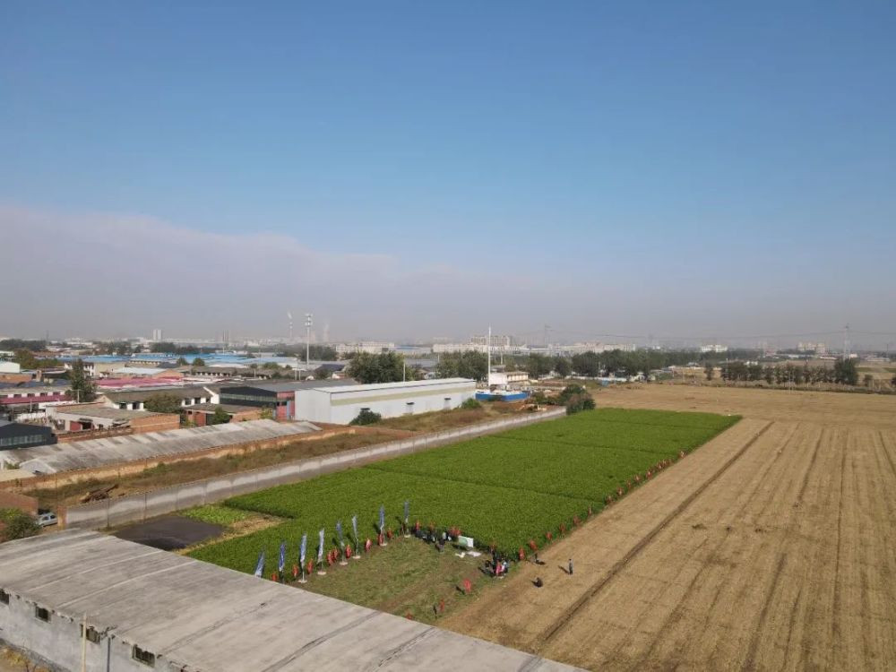 測產地塊選在石家莊市欒城區冶河鎮蘇邱村崔洪濤的雲天化大姜示範田