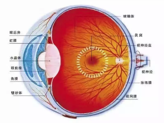 实用科普：“黄斑”不是“斑”，兰州爱尔专家为你揭秘黄斑病！(图1)