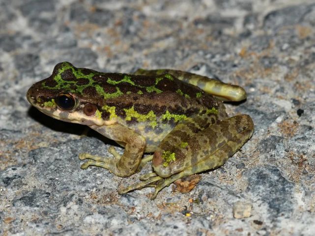 又是浙江桐庐发现天目臭蛙极其稀少中国独有网友能吃吗