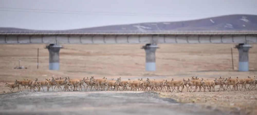 全球连线｜从藏羚羊到长颈鹿中国的这项建设和“动物界”交朋友金汤捞饭的做法