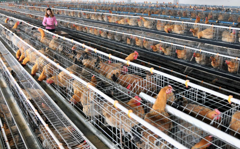 肉鸡住楼房我市首个第四代鸡棚项目落户大安区