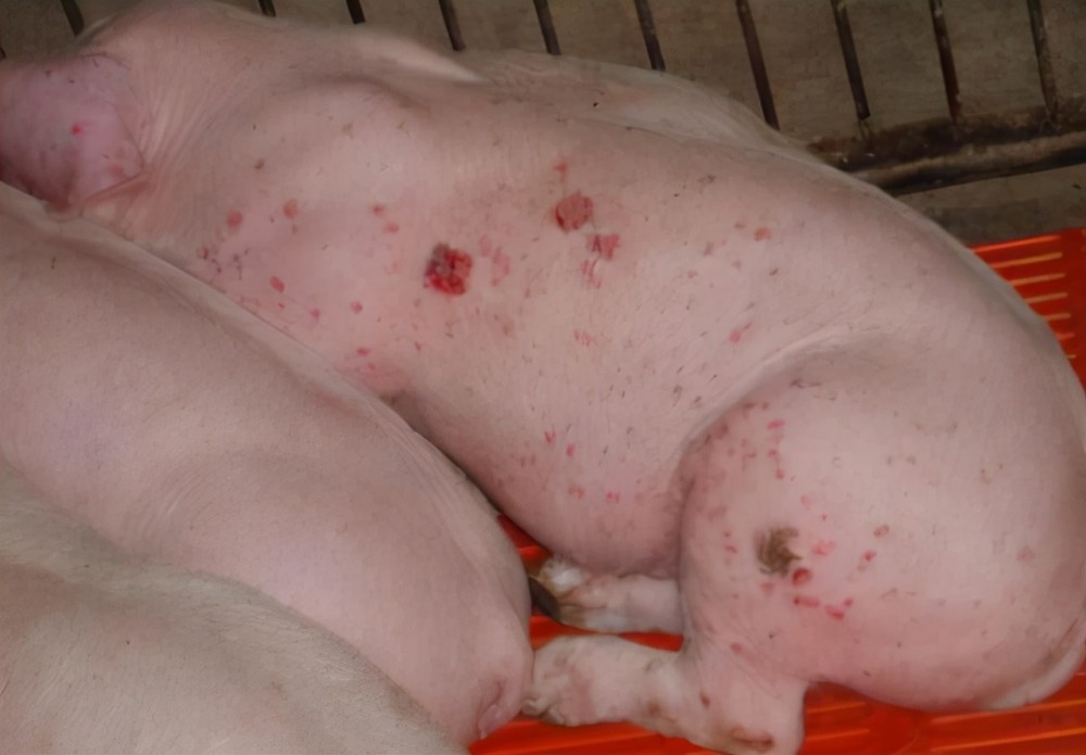 猪附红细胞体病流行病学