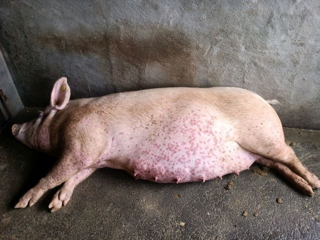 一些猪在感染了皮炎肾病综合征以后,身上也会出现一些比较大的圆形