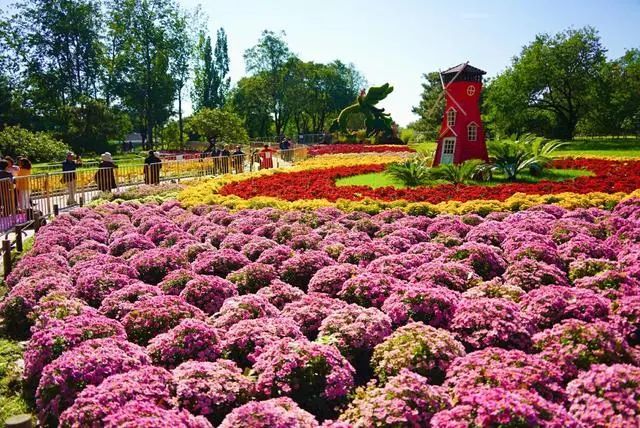 北京植物园市花展迎来盛花期
