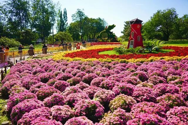 北京植物園市花展迎來盛花期