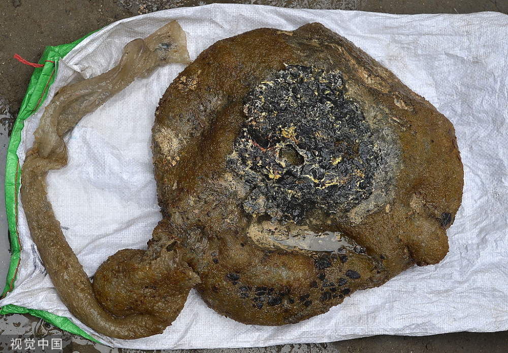 太岁究竟是什么?一位农民发现了它!科学家经过化验解开太岁之谜?