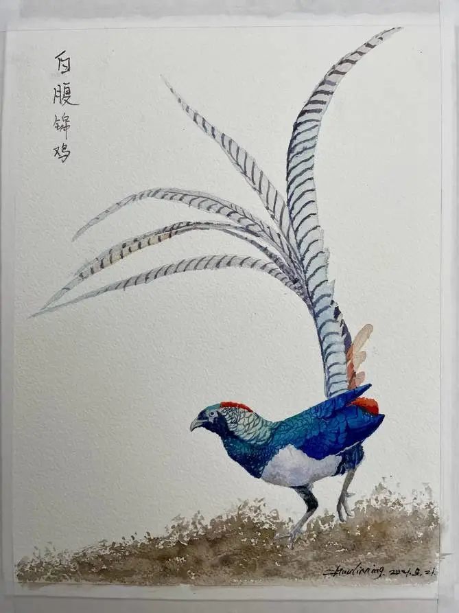 家在云南稚中娇子白腹锦鸡