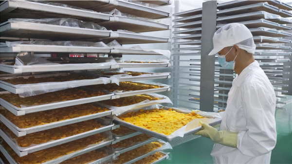 仁和区攀香源果蔬深加工项目投入试生产