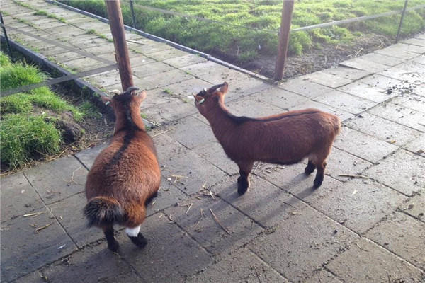 世界上最小的羊品种性格温顺活泼适合做宠物吗