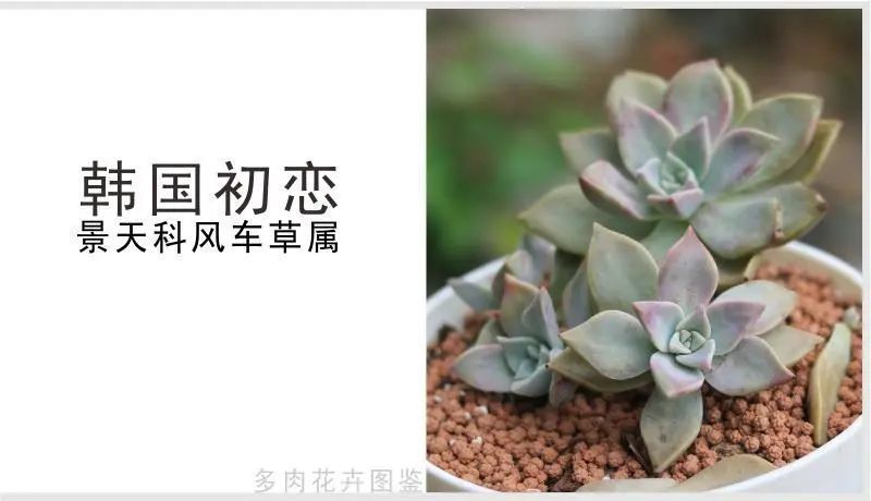 韩国初恋 景天科风车草属多肉植物 中型种 粉色系列 腾讯新闻