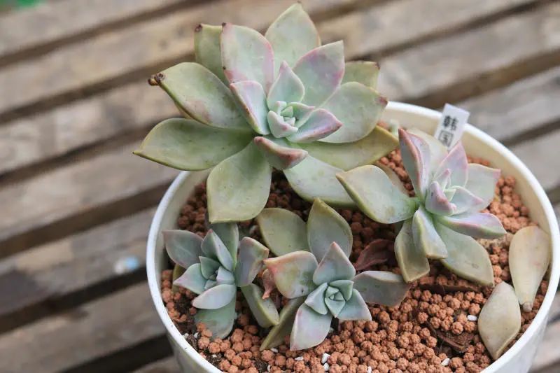 韩国初恋 景天科风车草属多肉植物 中型种 粉色系列 腾讯新闻