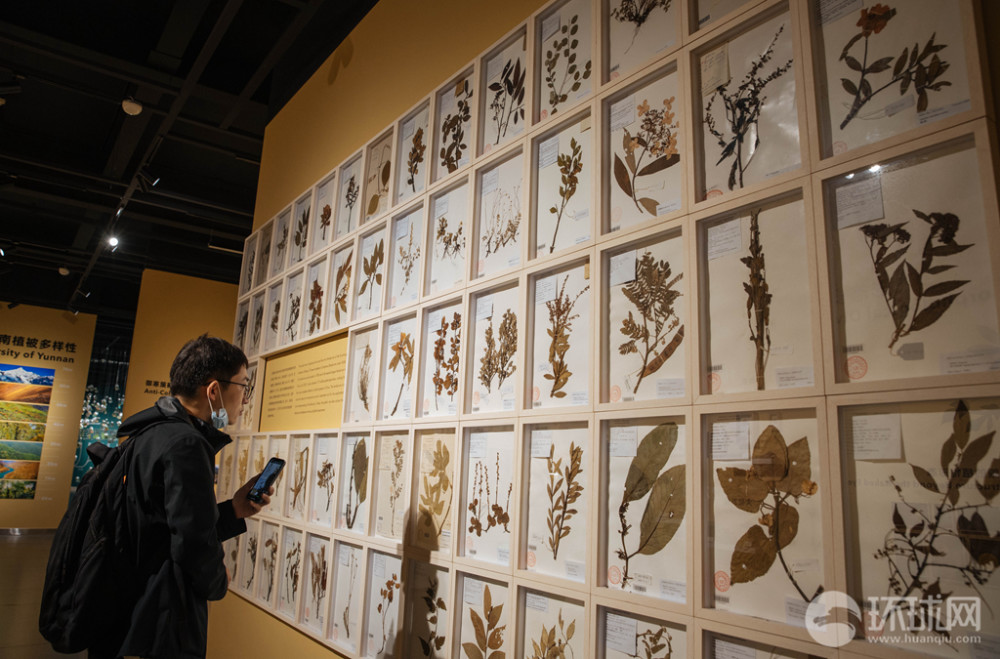 种子也可以色彩斑斓探访中国第一个种子博物馆