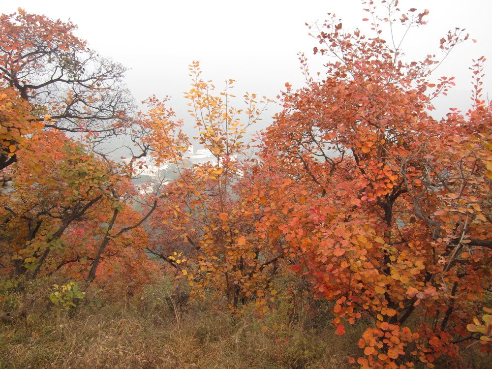 北京香山紅葉,聞名中外.每年秋天,漫山遍野都是觀賞紅葉的人群.